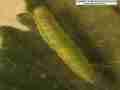 A first instar larva, not long after hatching from its egg.